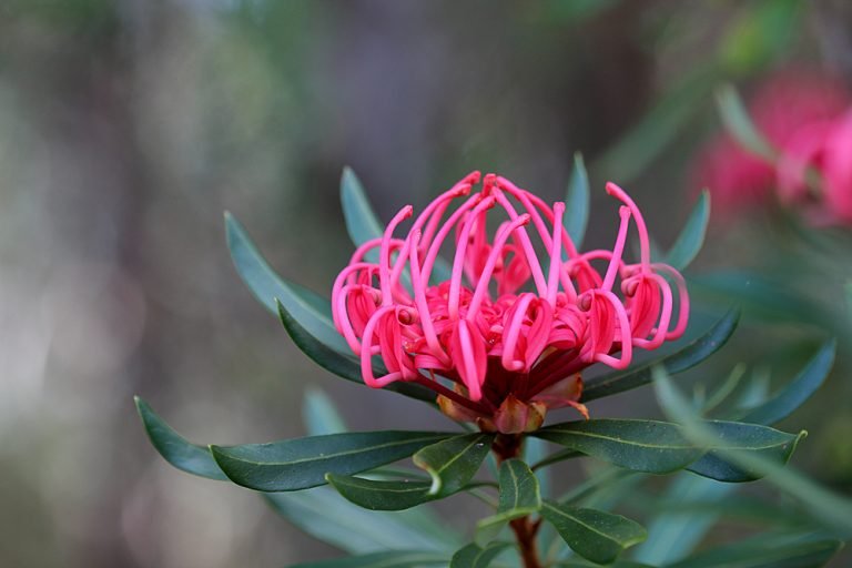 Adelaide Mine, Dundas, Tasmania